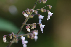 Isodon lophanthoides var. lophanthoides